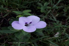 Barleria gibsonii
